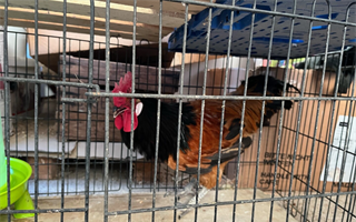 ein Hahn in einem Käfig