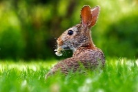 Ein Kaninchen im Gras